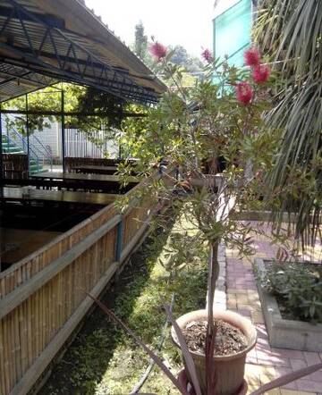 Фото номера Номер &quot;Стандарт&quot; Гостиница Guest House Palm г. Сочи 7